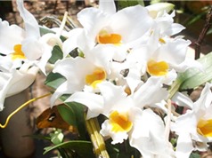Tìm nấm gây bệnh trên lan Hoàng Thảo 